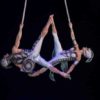 Cirque Du Soleil Ovo Review